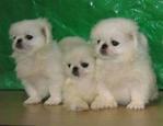 Cute Peke Pup Sold