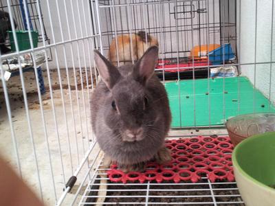 Netherland Dwarf Proven Doe - Netherland Dwarf Rabbit