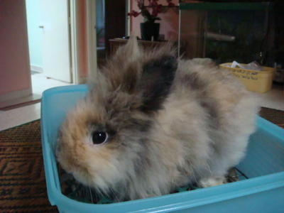 Beam - Dwarf Rabbit