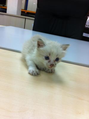 Little Pearl - Domestic Medium Hair Cat