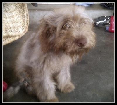 Elmo - Terrier + Schnauzer Dog