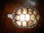 Donatello  - Turtle Reptile