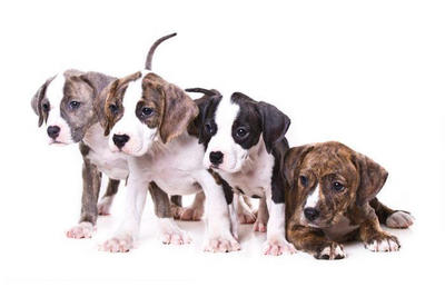 American Pitbull Puppies For Sale  - Pit Bull Terrier Dog