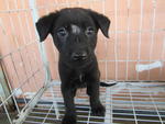 The "O" Group - Mixed Breed Dog