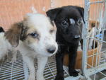 The "R" Group - Spitz Mix Dog