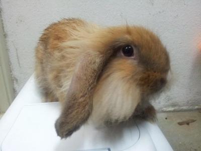 Ear Lop Lion Head - Lop Eared + Lionhead Rabbit