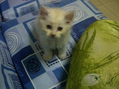 Teddy - Persian + Domestic Long Hair Cat