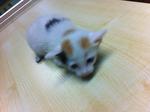 Little Jewel