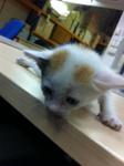 Little Jewel