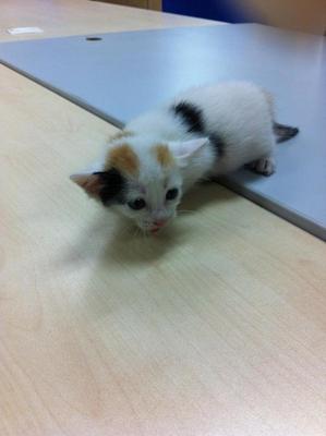 Little Jewel - Domestic Medium Hair Cat