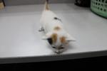 Little Jewel