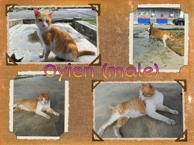 Oyien - Domestic Short Hair Cat