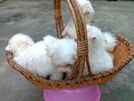 Maltese. Cute ,small.furry - Maltese Dog