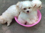 Maltese. Cute ,small.furry - Maltese Dog