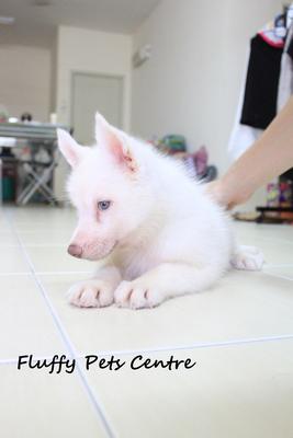 White Siberian Husky - Siberian Husky Dog