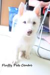 White Siberian Husky - Siberian Husky Dog