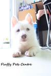 White Siberian Husky - Siberian Husky Dog