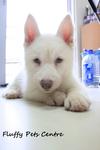 White Siberian Husky - Siberian Husky Dog