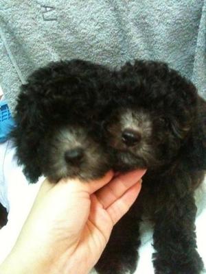 Silver Poodle Rm1200 - Poodle Dog