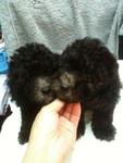 Silver Poodle Rm1200 - Poodle Dog
