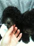 Silver Poodle Rm1200 - Poodle Dog