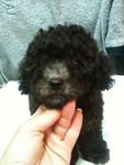 Silver Poodle Rm1200 - Poodle Dog