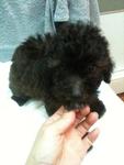 Silver Poodle Rm1200 - Poodle Dog