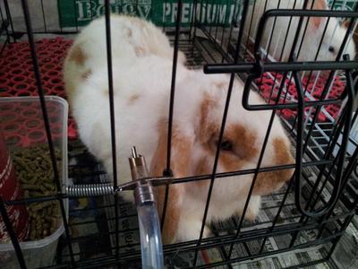 Induk Holland Lop Jantan - Holland Lop Rabbit