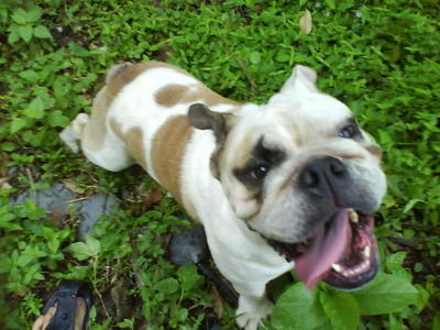 Dota - English Bulldog Dog