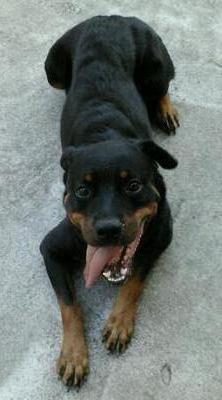 Jojo - Rottweiler Dog