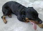 Jojo - Rottweiler Dog