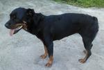 Jojo - Rottweiler Dog