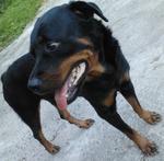 Jojo - Rottweiler Dog