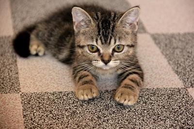 King - American Shorthair Cat