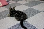 King - American Shorthair Cat