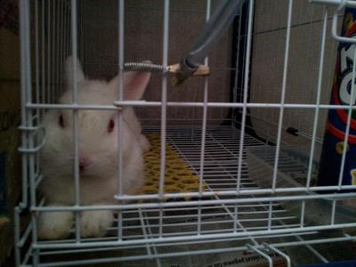 Netherland Dwarf - Netherland Dwarf Rabbit