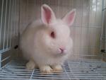 Netherland Dwarf - Netherland Dwarf Rabbit