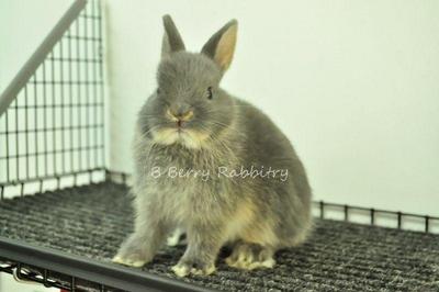 Netherland Dwarf - Blue Otter 55 - Netherland Dwarf Rabbit