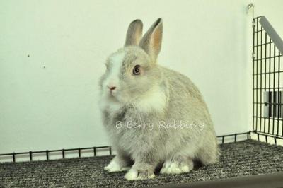 Netherland Dwarf - Chincilla Vm - Netherland Dwarf Rabbit