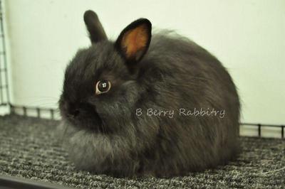 Jersey Wooly - Black 6 - Jersey Wooly Rabbit