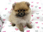 Taiwan Lineage Mini Pomeranian  - Pomeranian Dog