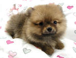 Taiwan Lineage Mini Pomeranian  - Pomeranian Dog