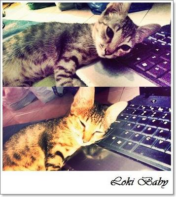 Loki - Tabby Cat