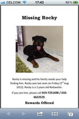 Rocky - Rottweiler Dog