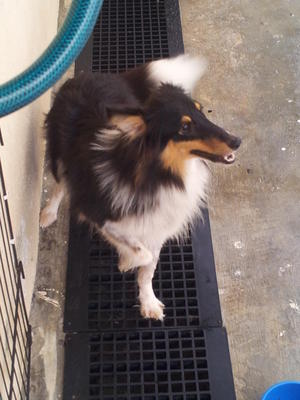 Cloey - Shetland Sheepdog Sheltie Dog