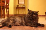 Camy - Domestic Long Hair Cat