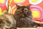 Camy - Domestic Long Hair Cat