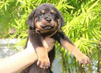 Rottweiler Puppies - Rottweiler Dog