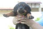 Rottweiler Puppies - Rottweiler Dog