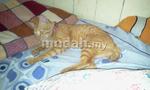 Oyen - Domestic Short Hair Cat